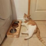 Picture of cat lost at Castelnau De Medoc