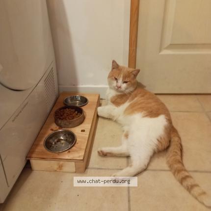 Photo 1/1 Tichat Chat lost in Castelnau de medoc