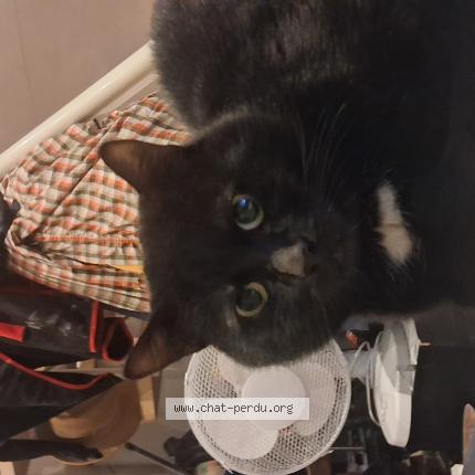 Photo 1/1 Attilrano Chat lost in Tourcoing