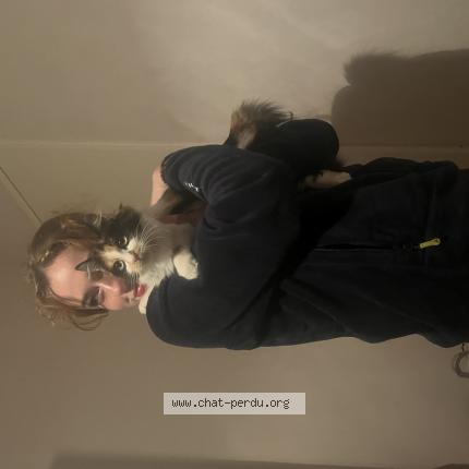 Photo 1/1 Akemi Chat lost in Toulouse