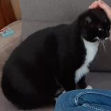 Picture of cat lost at Troyes