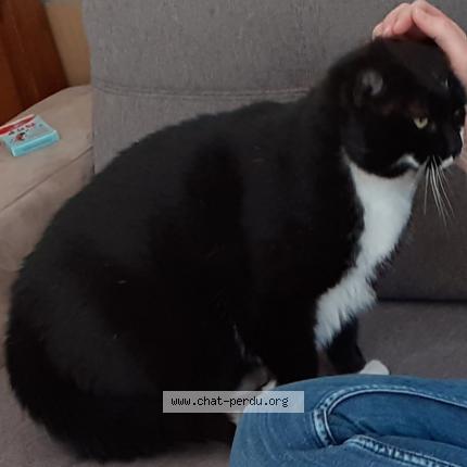 Photo 1/1 Chouchou Chat lost in Troyes