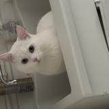 Picture of cat lost at Clermont Ferrand