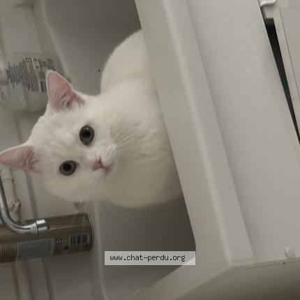 Photo 1/1 mimi Chat lost in Clermont ferrand