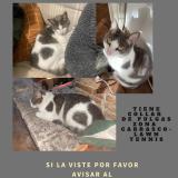 Picture of cat lost at Montevideo