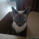 Picture of cat lost at Bruxelles