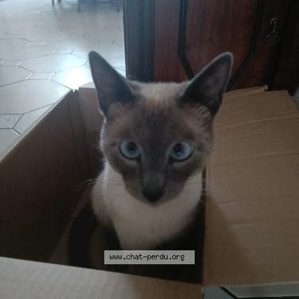 Photo 1/1 Ramsess Chat lost in Bruxelles