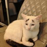 Picture of cat lost at Anglet