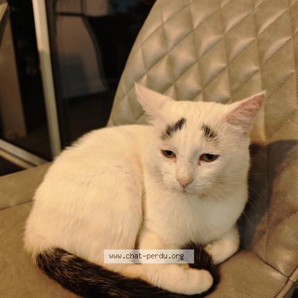 Photo 1/1 Sourcil Rasta Chat lost in Anglet