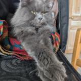 Picture of cat lost at Corbie