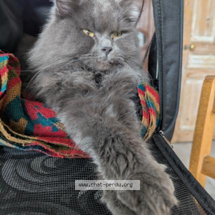 Photo 1/1 Gaston Chat lost in Corbie