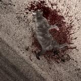 Picture of cat found at Chaintreaux