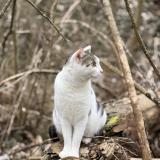 Picture of cat lost at Cognin