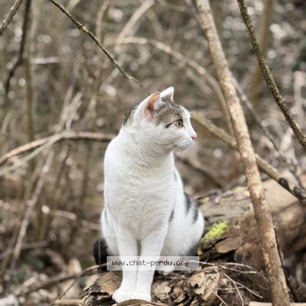 Photo 1/1 Schady Chat lost in Cognin