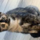 Picture of cat lost at Pompano Beach