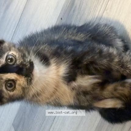 Photo 1/1 leia Chat lost in Pompano beach