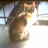 Picture of cat lost at Talar De Pacheco Tigre