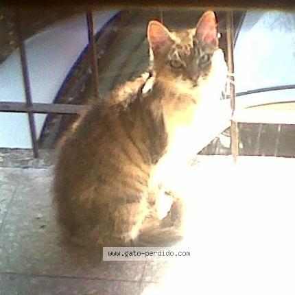Photo 1/1 Darli Chat lost in Talar de pacheco tigre