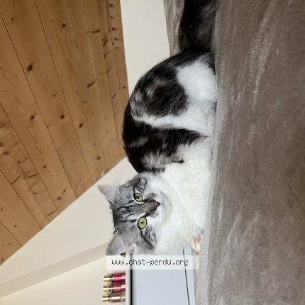 Photo 1/1 Cat reunited Lost in Plouha