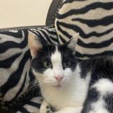 Picture of cat lost at Biganos