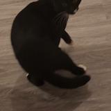 Picture of cat found at Sannois