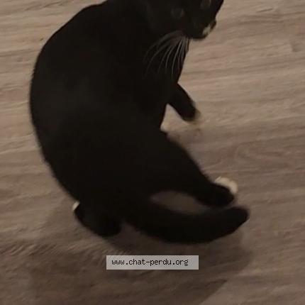 Photo 1/1 Found cat Found in Sannois