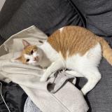 Picture of cat found at Colombes