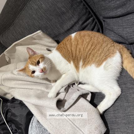 Photo 1/1 Found cat Found in Colombes