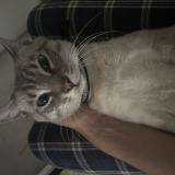 Picture of cat lost at Roussillon