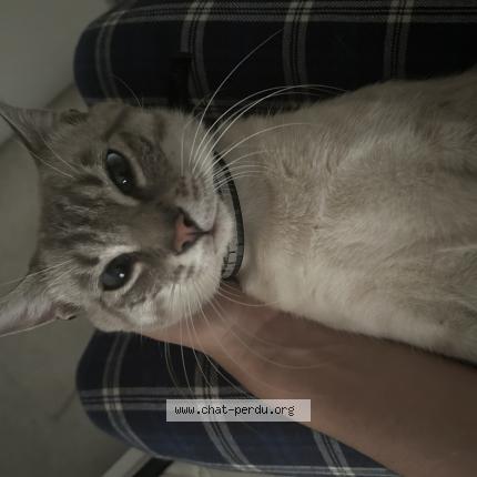 Photo 1/1 Rayko Chat lost in Roussillon