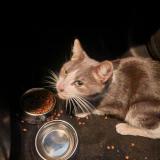 Picture of cat found at Paris