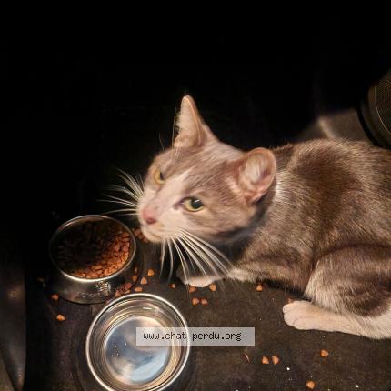 Photo 1/1 Found cat Found in Paris