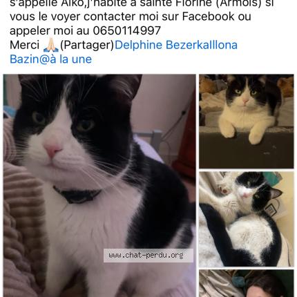 Photo 1/1 A&iuml;ko Chat lost in Sainte florine