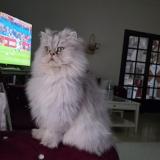 Picture of cat lost at Goussainville