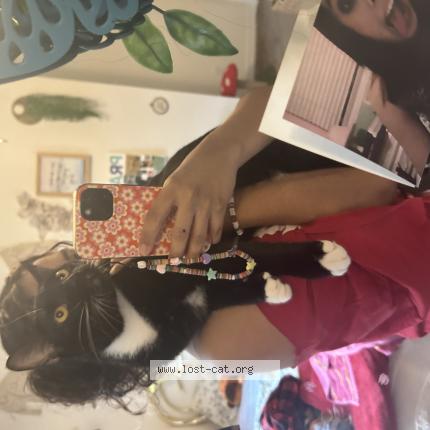 Photo 1/1 Boots Chat lost in New braunfels