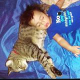 Picture of cat lost at Hendersonville