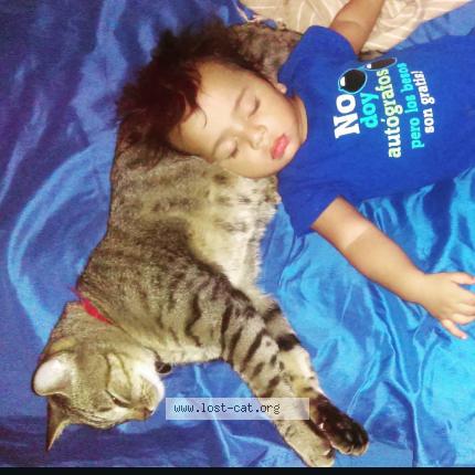 Photo 1/1 Toby Chat lost in Hendersonville