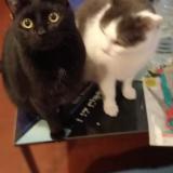 Picture of cat lost at Vieux Berquin