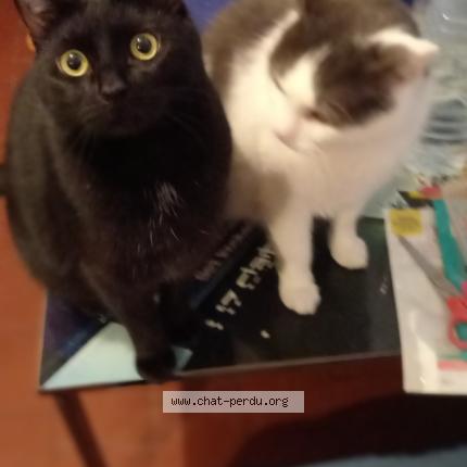 Photo 1/1 Venom Chat lost in Vieux berquin