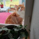 Picture of cat lost at Saint Andre