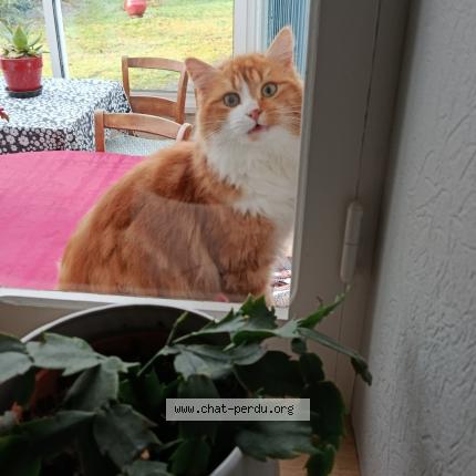 Photo 1/1 Malou Chat lost in Saint andre