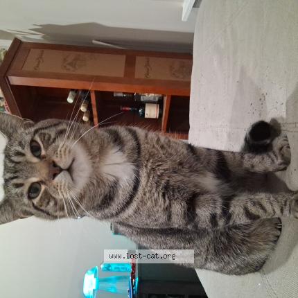 Photo 1/1 Blurpy Chat lost in Rochester