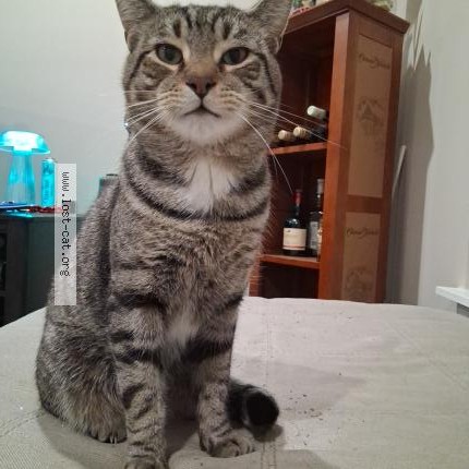 Photo 1/1 Blurpy Cat lost in Rochester