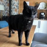 Picture of cat lost at Belesta