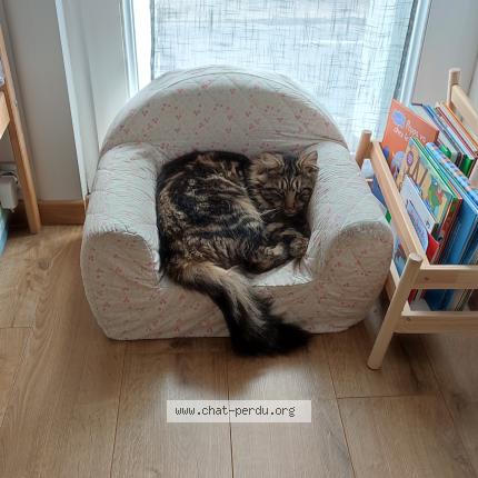 Photo 1/1 Sheldon Chat lost in Bazoches sur le betz