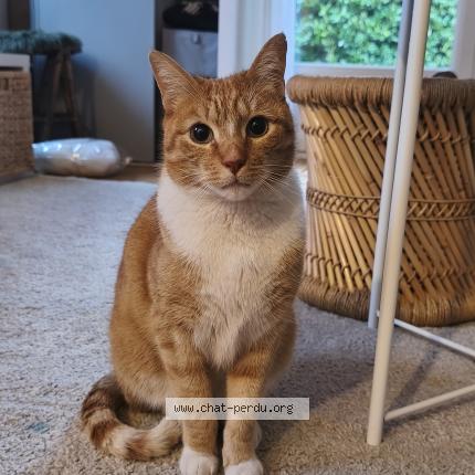 Photo 1/1 Found cat Found in Ermont