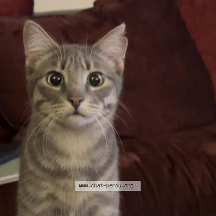 Photo 1/1 Lea Bourdassol Chat lost in Saint bonnet pres riom