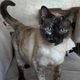 Praline