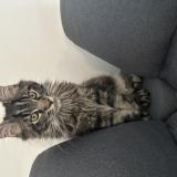 Picture of cat lost at Marseille