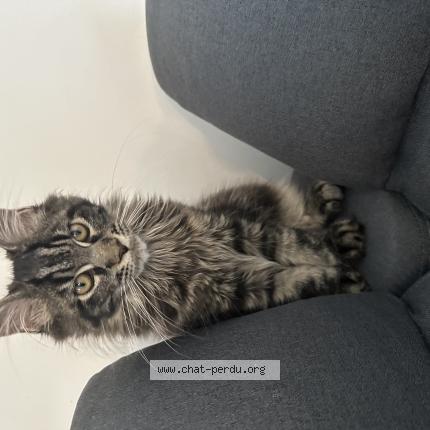 Photo 1/1 Andy Chat lost in Marseille